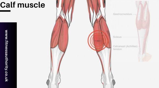 calf muscle